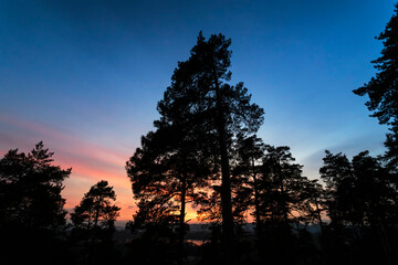 Crones of pine trees against the blue sky at sunset.