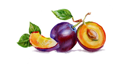 sweet plum painted in watercolor