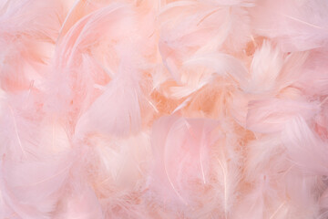 Colorful feather background, top view.
