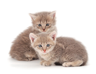 Two small kittens isolated.