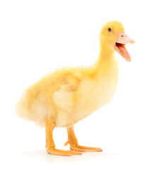 Young cute duckling.