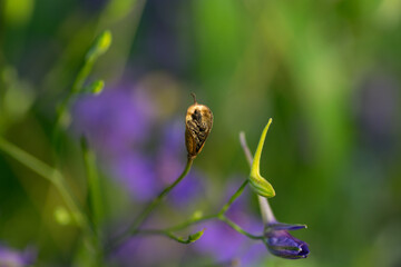 Violet tiny flowers isolated in the green field