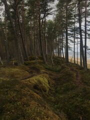 Fototapeta premium forest in autumn
