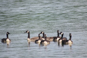 a gaggle of geese swimming in the lake