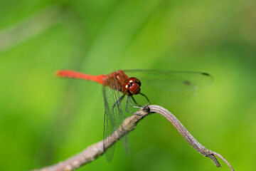 Devil's darning needle Dragonfly resting on the branch