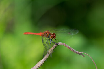 Devil's darning needle Dragonfly resting on the branch