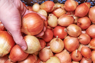 Woman's hand picks up onions from a box. Close up a lot of golden onions. Fresh onion. Top view.