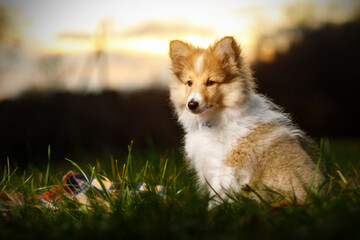 Shetland Sheepdog sitting against white background.