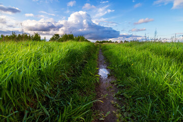 Green grass on the background of a beautiful sunset sky with clouds.