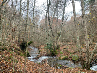 path in the woods