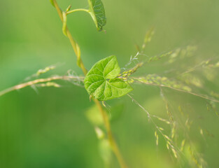 Leaves in the blurred green background