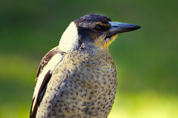 Bird Closeup