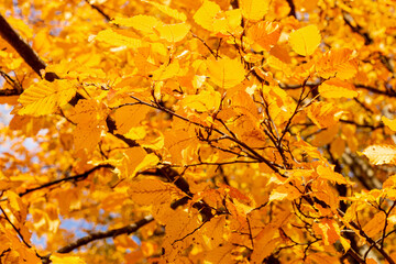 golden leaves in autumn closeup