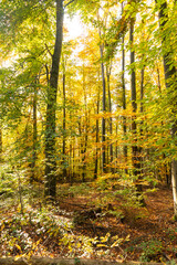 deciduous forest in autumn season