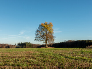 autumn landscape with trees and clouds