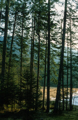 Epicéa commun, picea abies, Foret de Belbriette, 88, Vosges