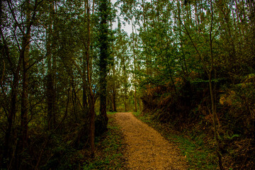 Sendero a traves de un bosque con los colores de otoño
