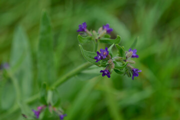 Blüte der Gemeinen Ochsenzunge (Anchusa officinalis) 