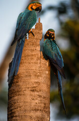Ara bleu, nid,. Ara ararauna, Blue and yellow Macaw, Amazonie, Tambopata, Perou © JAG IMAGES