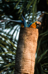 Ara bleu, nid,. Ara ararauna, Blue and yellow Macaw, Amazonie, Tambopata, Perou © JAG IMAGES