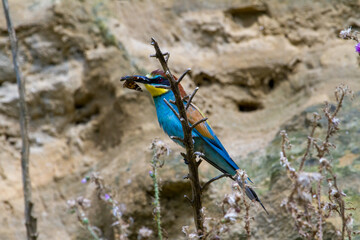 Bee-Eater
