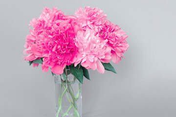 a bouquet of peonies in a glass vase on a gray background. background with a bouquet of pink peonies close-up.