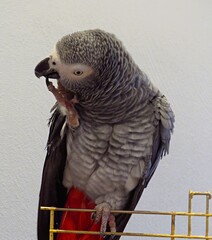 african grey parrot