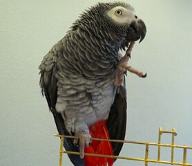 african grey parrot