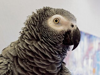 Obraz premium african grey parrot
