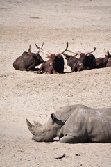 Rhino and water buffalo