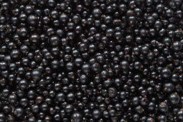 Background of backfilling of black currant berries close up
