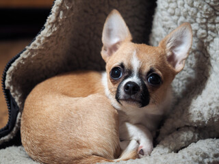 A small dog sleeps on a blanket