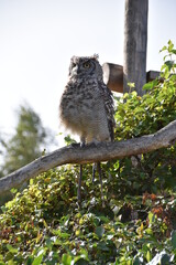 horned owl