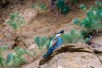 Bee-eater