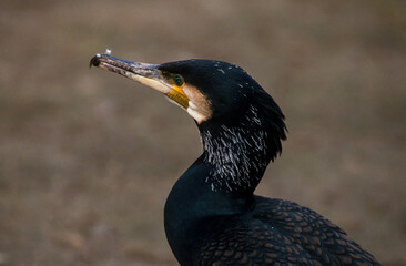 Grand Cormoran,. Phalacrocorax carbo, Great CormorantHérault