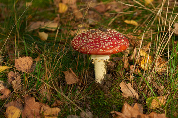 Fliegenpilz (Amanita muscaria)