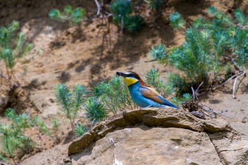 Bee-eater © Gerhard