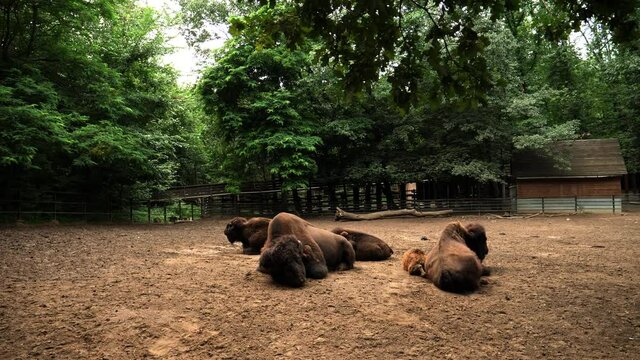 View of bison at the zoo in Nyiregyhaza, Hungary