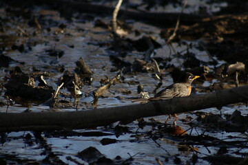 Fototapeta premium birds