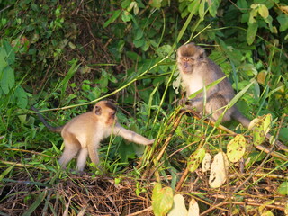 Long tailed monkey  in the Kinabatangan river (Malaysia)