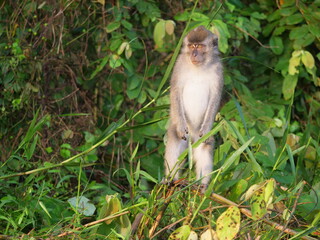 Long tailed monkey  in the Kinabatangan river (Malaysia)