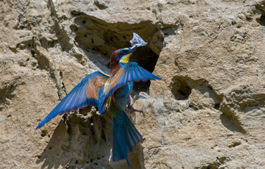 bee eater
