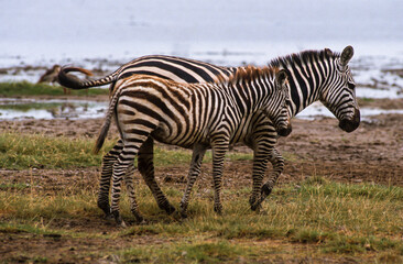 Fototapeta na wymiar Zébre de Grant, Equus burchelli grant, Parc national de Masai Mara, Kenya