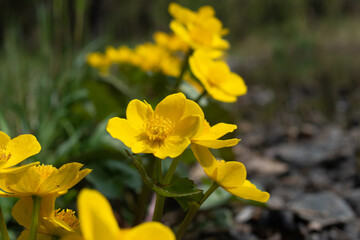 Marsh-marigold (Caltha palustris, kingcup) flowers
