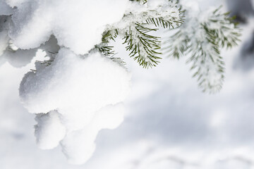 Snow-covered spruce branch close-up. Winter background with copy space