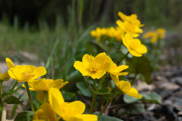 Marsh-marigold (Caltha palustris, kingcup) flowers