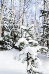 Cute little Christmas tree in a snowy forest. Winter background