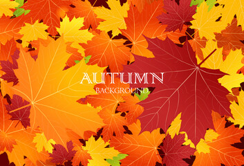 Maple leaves background