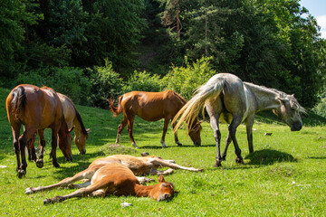 Obraz na płótnie Canvas Horses in the pasture
