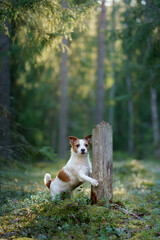 dog in the forest. Jack Russell Terrier walks on nature